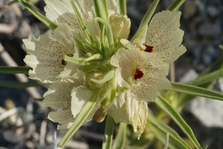 鬼花(Mohavea confertiflora)