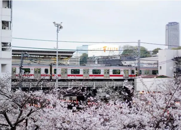 在東京中目黑欣賞櫻花與電車同框。