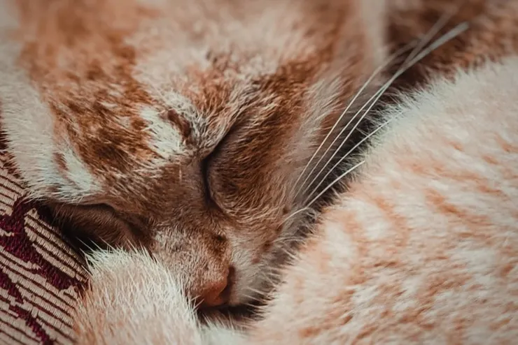 睡眠對各種生物都是生命中重要的一個環節