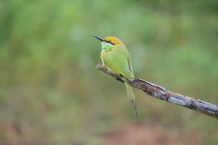 Little Green Bee eater