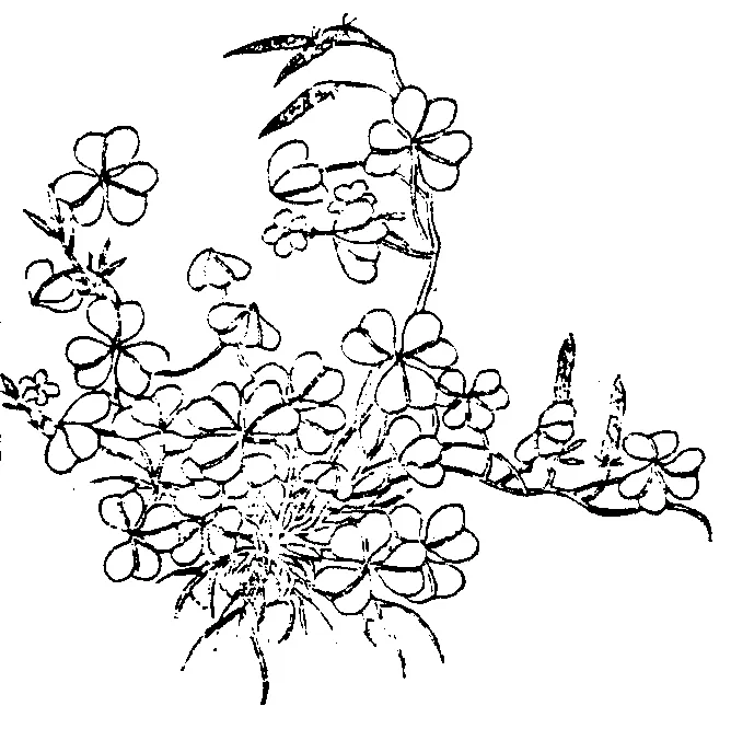 清代《植物名實圖考》卷十一．酢漿草