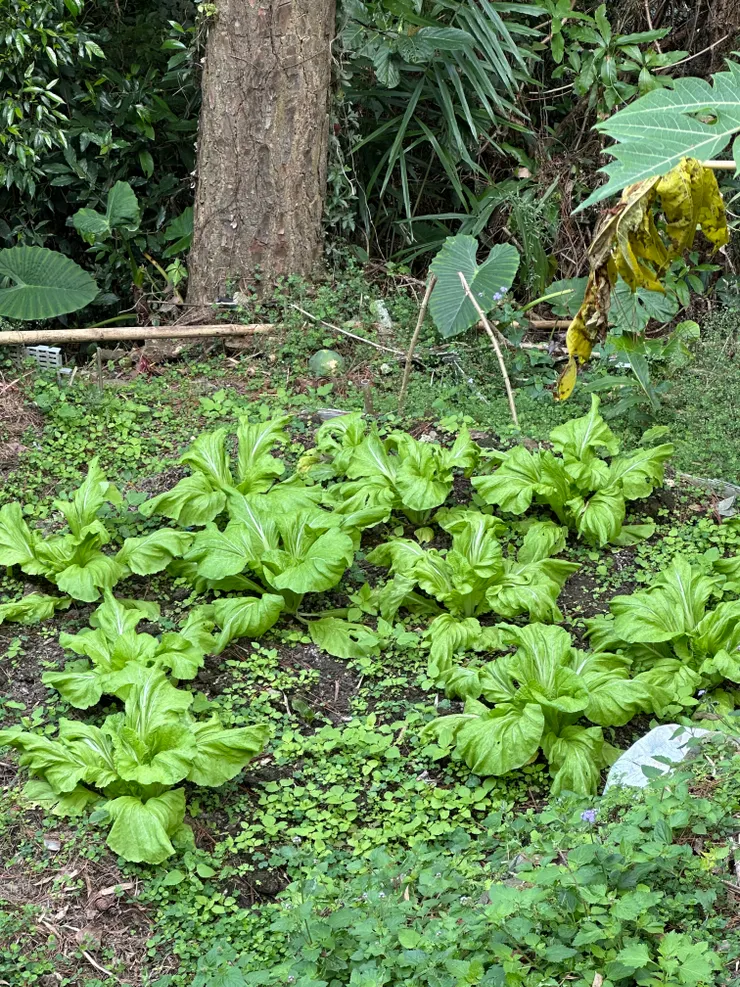 聽朋友說是客家芥菜?