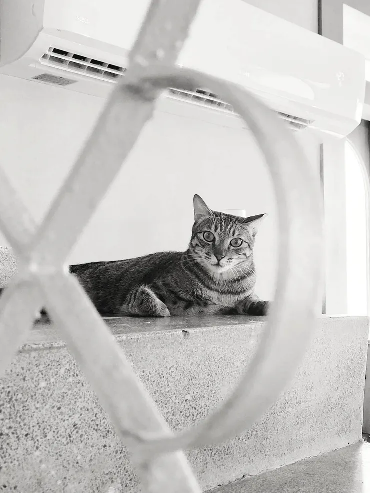 Day 28 對貓沒有特別喜愛,卻對這張情有獨鍾