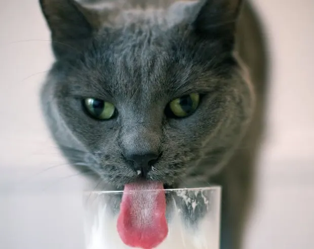 多留意家中廁所清潔用品是否有沒有鎖好，避免貓咪誤舔食