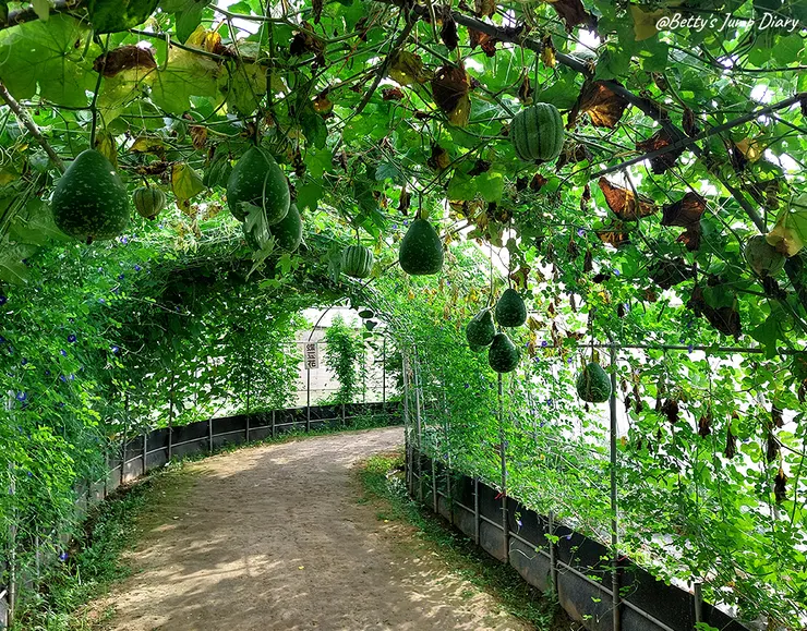 ▲2024桃園蓮花季/圖片來源:Betty's Jump Diary