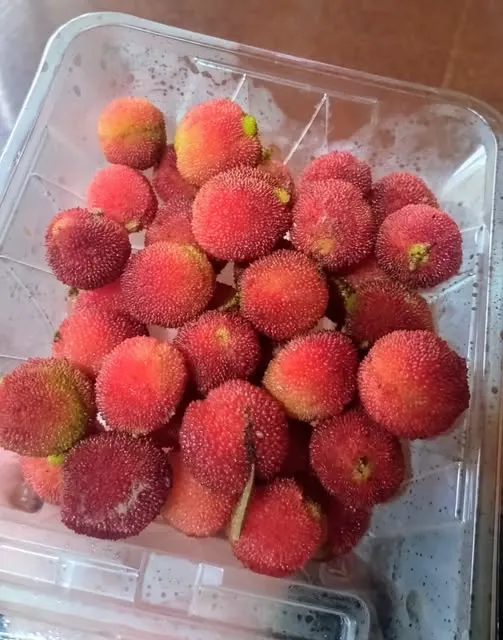 2025.6.27 自栽樹梅