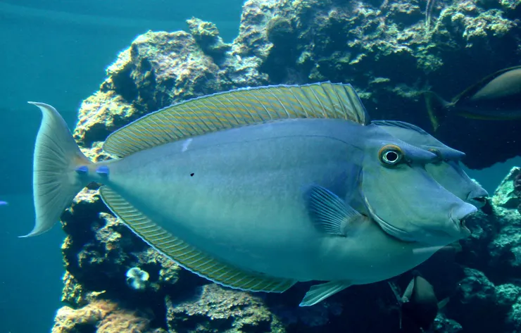 上額有突出的硬骨勢角鼻魚家族的特徵