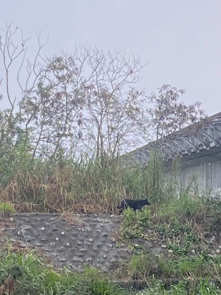 擋道小黑狗