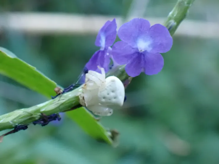 紫花長穗木上的蟹蛛