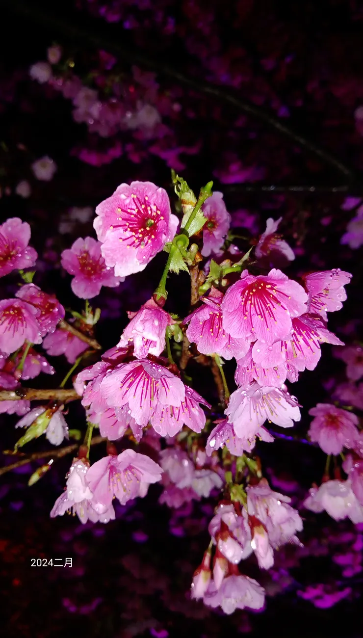 三色櫻的花朵特寫