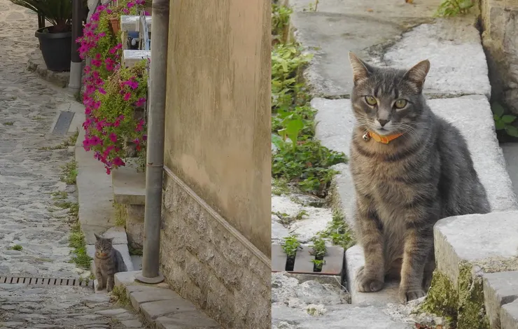 鎮上也有不少猫咪出沒