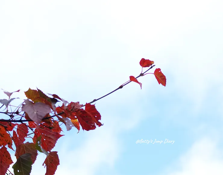 ▲台中「大雪山國家森林遊樂區」/圖片來源：Betty's Jump Diary