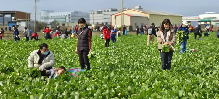 一家一個茄芷袋收穫晶瑩滿滿 回味兒時唱的歌喜聽童稚歡笑