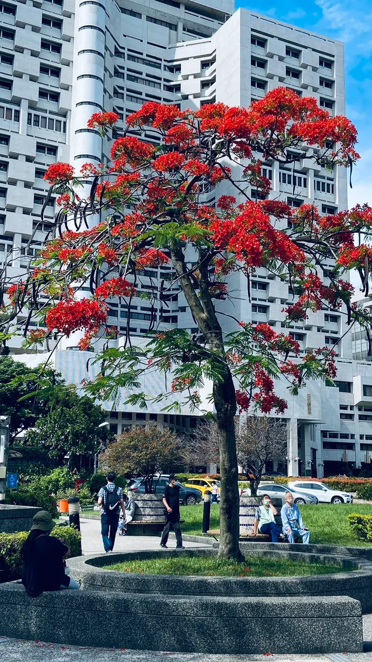 開得紅豔豔的樹