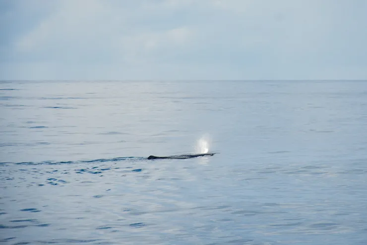 終於見到抹香鯨身影。（筆者攝影）