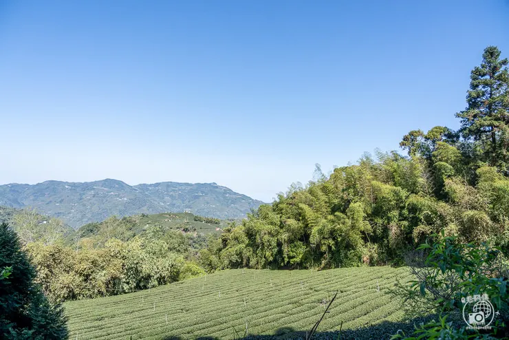 竹林茶席,瑞里茶席,瑞里茶葉,瑞里體驗,瑞里綠色隧道,綠色隧道,瑞里秘境,竹林小徑,瑞里竹林,阿里山秘境,瑞里景點,阿里山景點,嘉義景點,阿里山步道,瑞里步道
