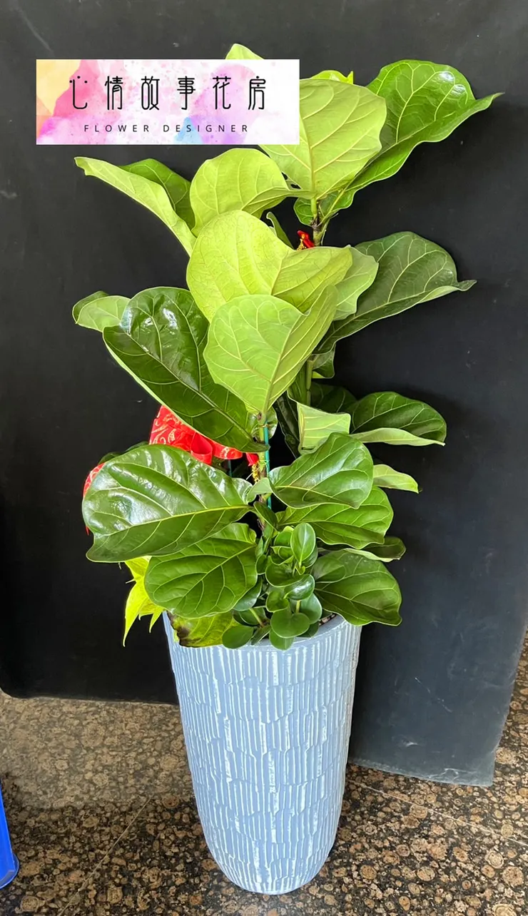 台南買盆栽，心情故事花房是您最好的選擇！這家花店擁有台南最多樣式和款式的盆栽，特別是觀葉植物，更是心情故事花房的強項之一