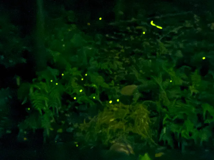 2026/04/25 戶外螢火蟲