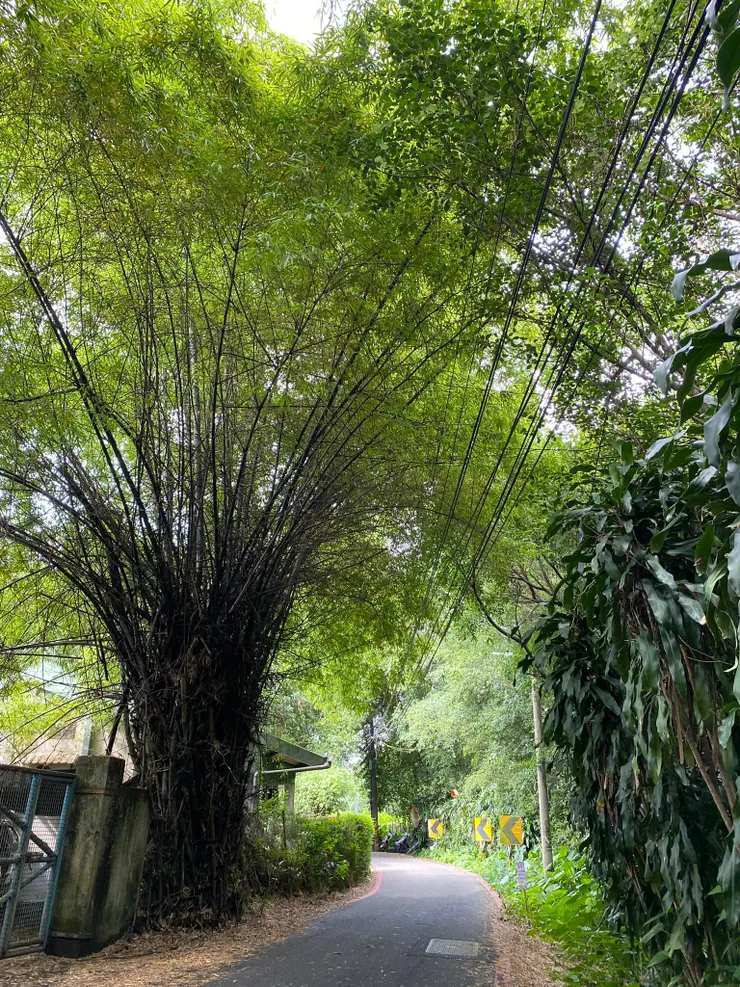 民生路古道。2022.5.29拍攝