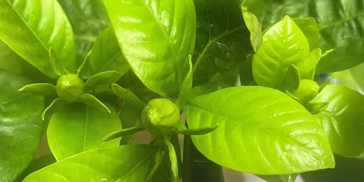 白玉堂的三朵花苞