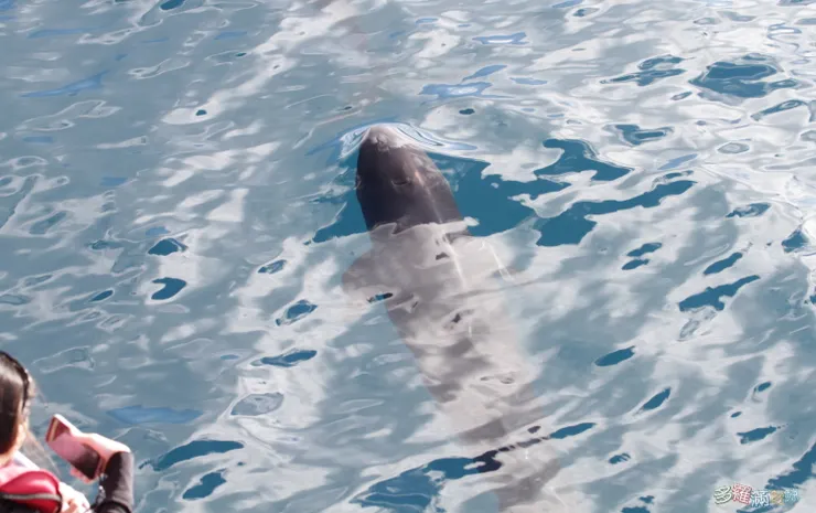 多羅滿賞鯨_文化幣