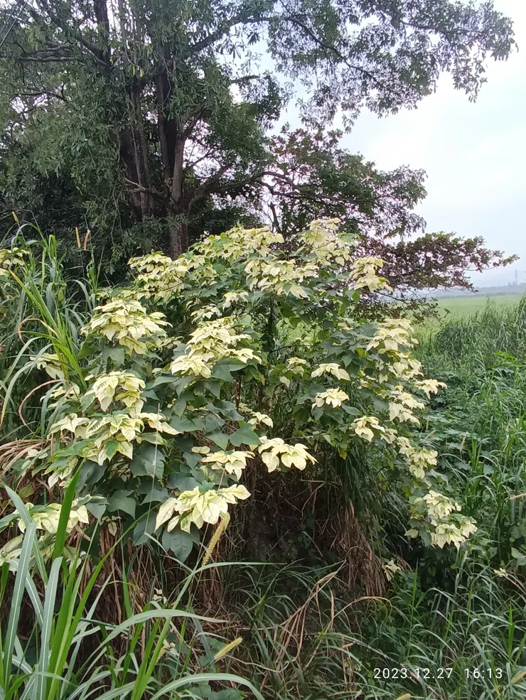 親卿愛卿是以親，怎她呀！夏雨雪冬雷震震
