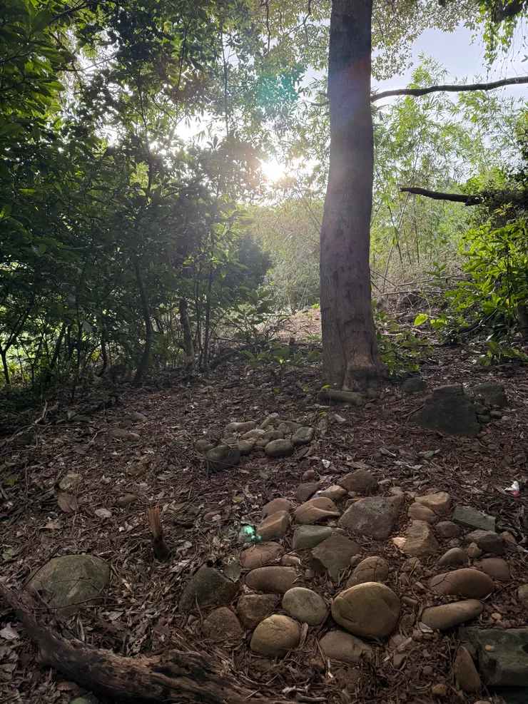 2025/11/09 砍樹後的樣子