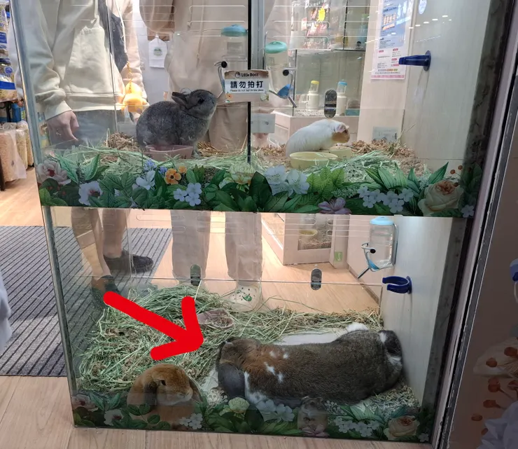 紅箭頭就是牠，請與上方普通大小兔子體型對比。敢問牠是何品種呀？