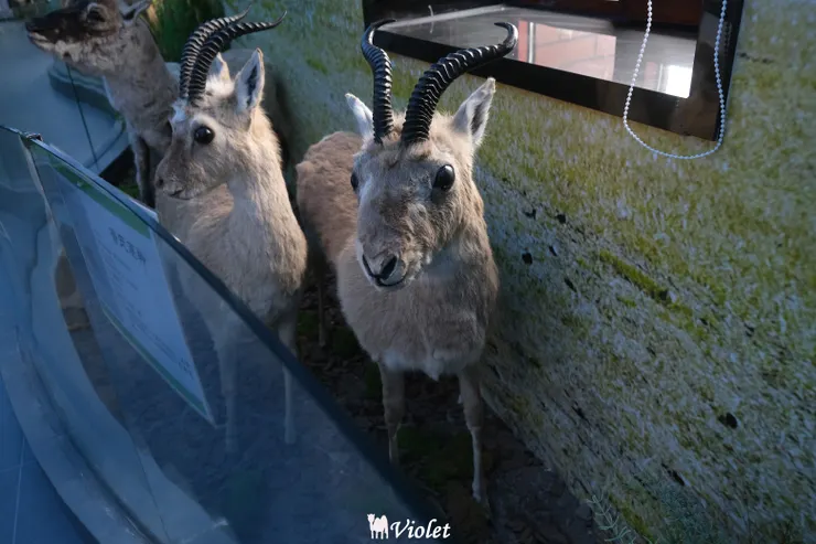 西寧 青海湖 動物標本