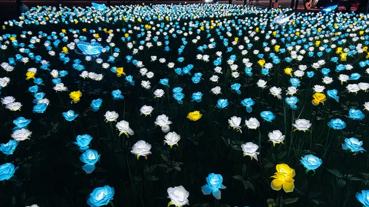 壯觀的玫瑰花叢