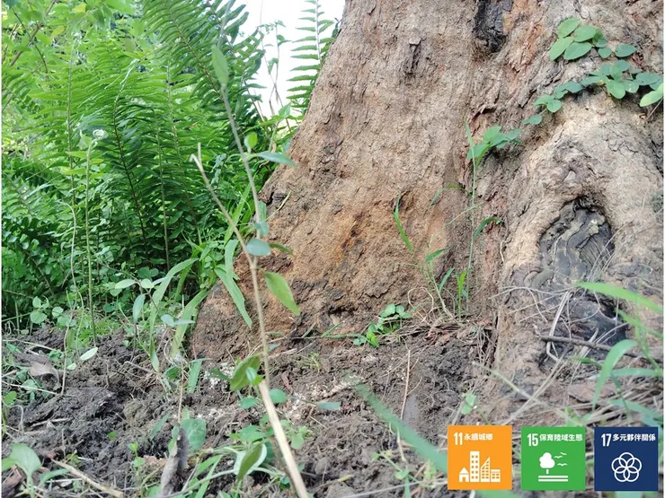 F區是小森林內再次一的日照區域，在一棵樹基處種入需日照的藤本食草植物