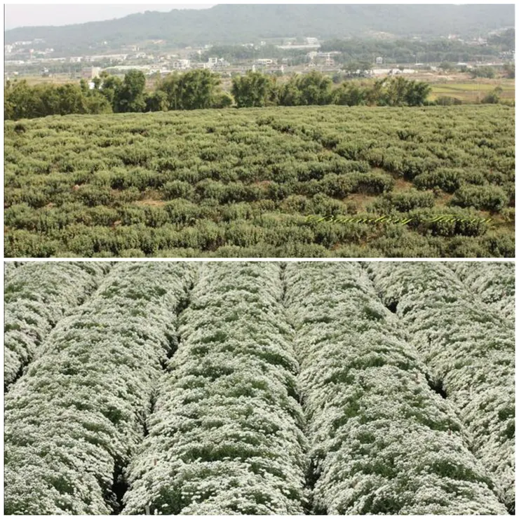 杭菊的開花季節通常落在11月中旬(下圖)，10月中旬仍未開