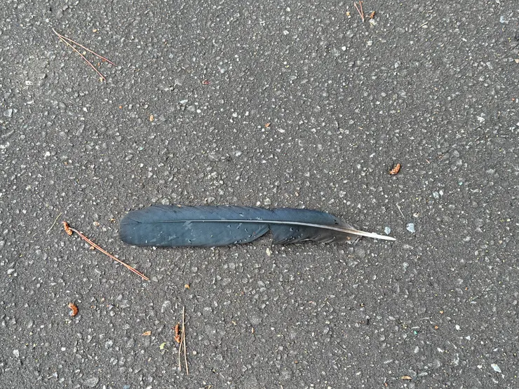 烏鴉的毛超級長的，這裡的烏鴉真的大隻