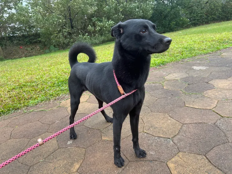 一隻看似鎮定 實際上超易受驚嚇的狗狗