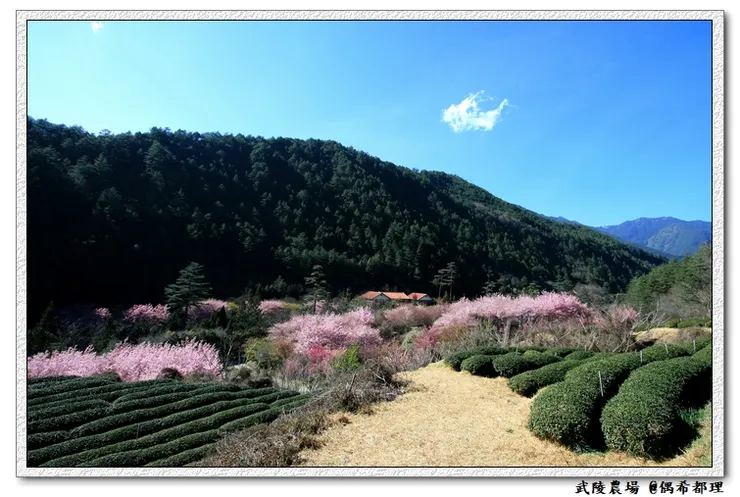 武陵農場往年2月中旬櫻花花況