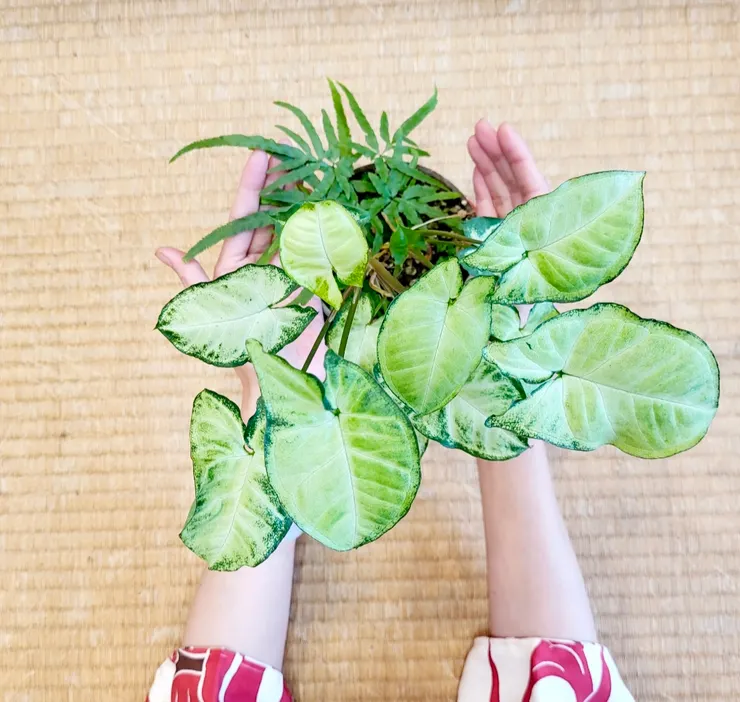 愛情的魔法，總能讓平凡的日子變得熠熠生輝。  照片提供 | 梵靈乾坤工作室