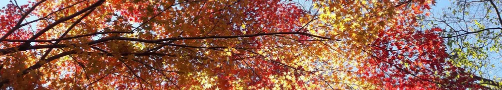 漫慢走京都的沙龍