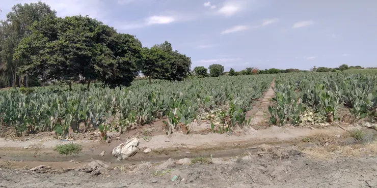 路旁的仙人掌田