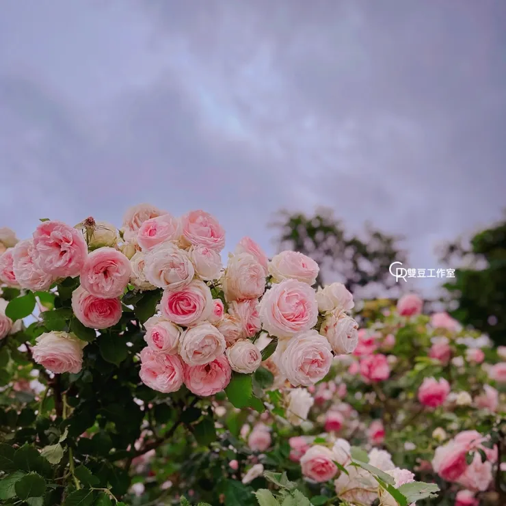 僅用維也納盛開的玫瑰祝福每一位開刀的孩子