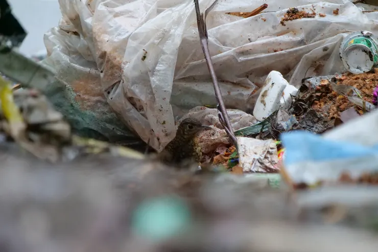 “垃圾我最愛啊！”