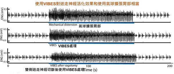 腹腔迷走神經進行電生理偵測。使用雙側迷⾛神經切斷術後進行VIBES處理，原因為希望消除傳出訊號和回饋迴路之間的潛在混淆情形 [以文章內圖修改]。