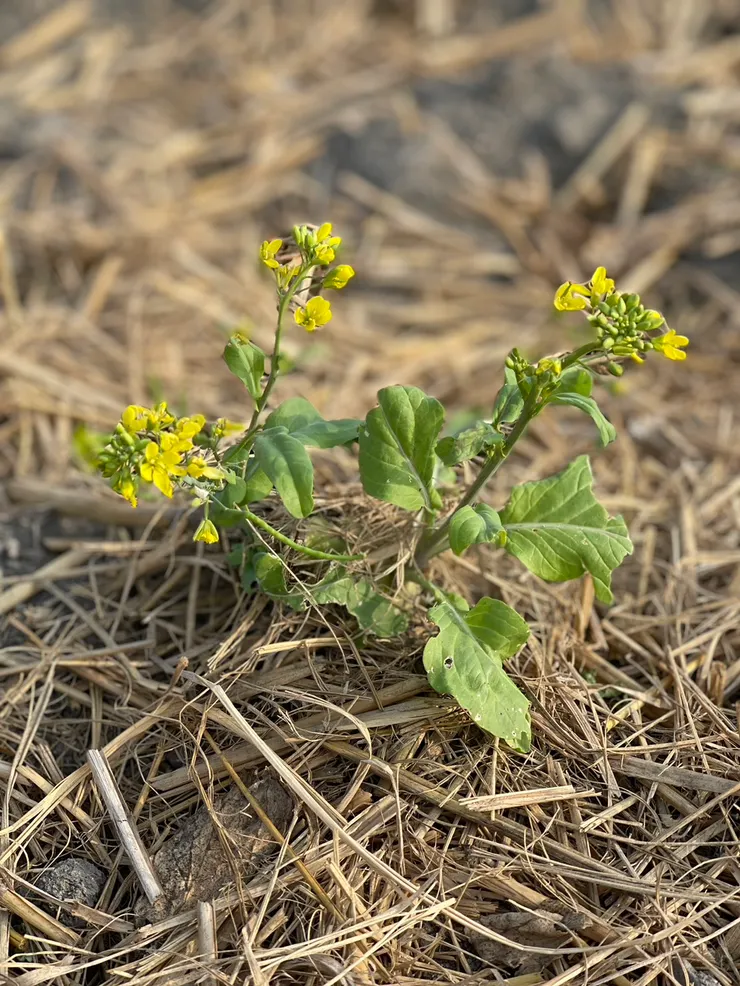 路邊小花療癒心靈