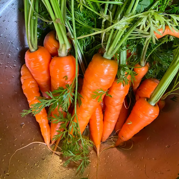 令我驚豔的可愛胡蘿蔔們