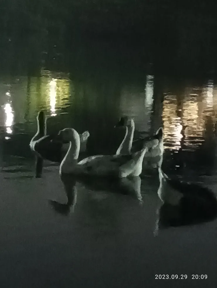 夜夜心湖浮半床，自拍攝