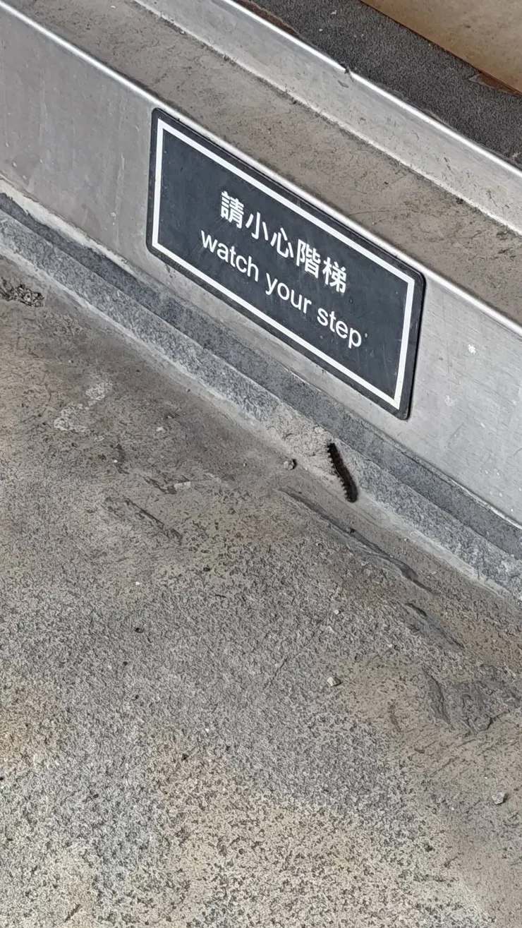 毛蟲也一個人，想爬進室內