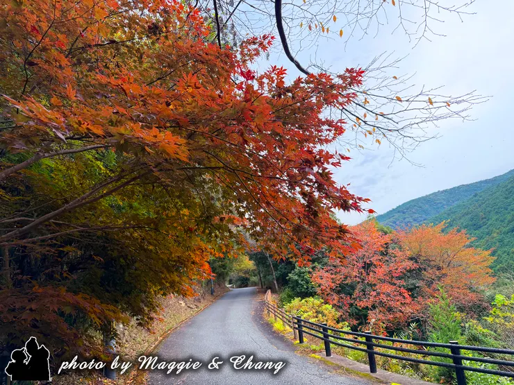 秋季的楓紅與古道相映成趣