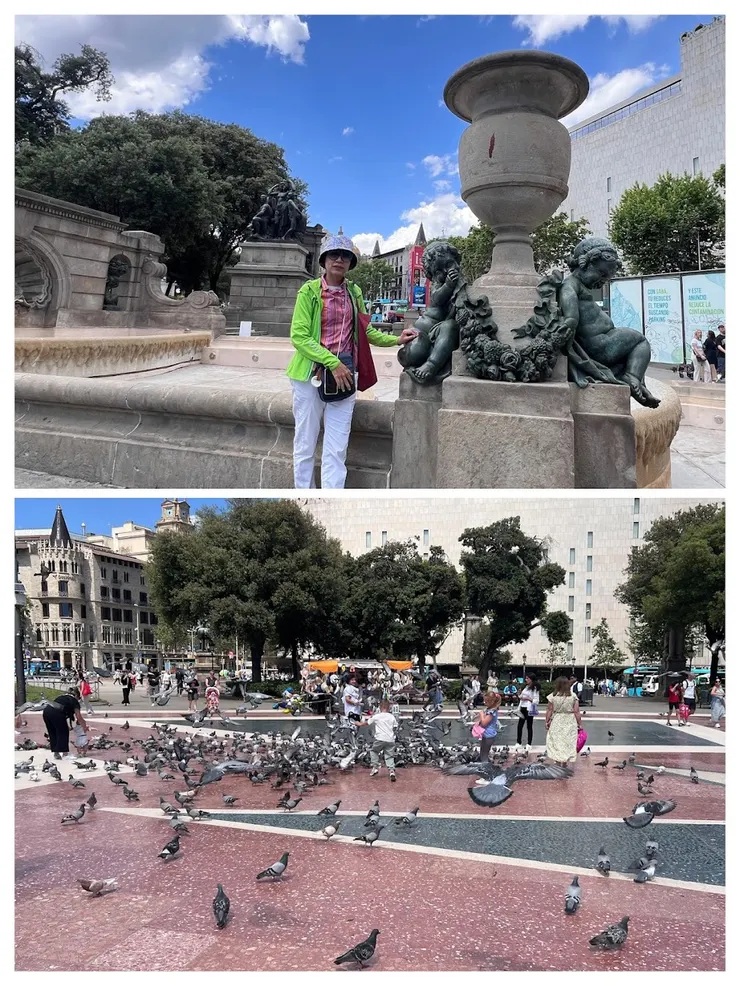 加泰隆尼亞廣場不怕人的鴿子
