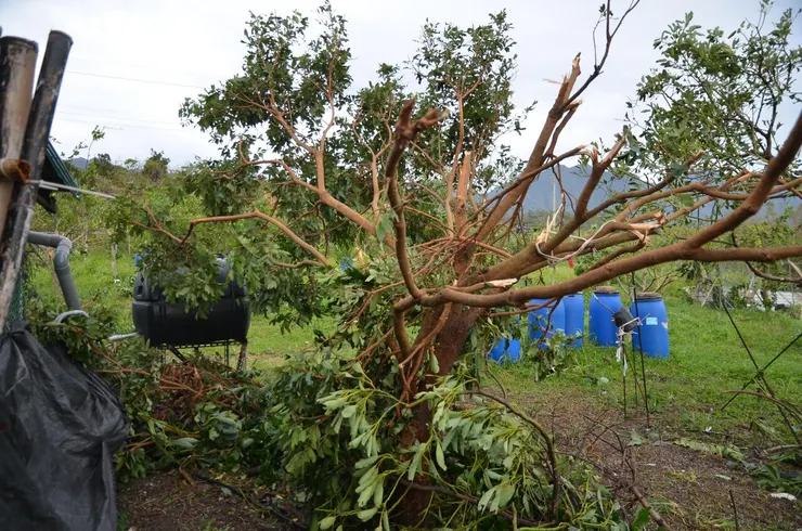 一棵茂密的龍眼大樹，攔腰折斷