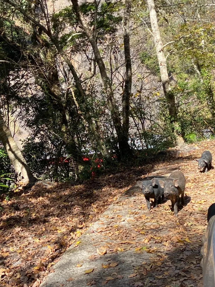 開著山路遇上小豬仔