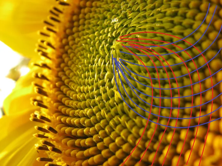 再次看到向日葵花盤的兩股相反方向的螺線,似乎體會更深了:科學與藝術、自然與人文就像是向日葵花盤從花心輻射出兩股相反方向的螺旋線,交織出大自然的奧秘,與人文藝術的璀璨。